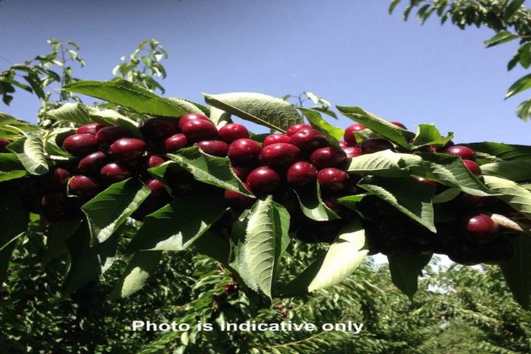 Photo of property in 319 Ripponvale Road, Cromwell, 9384