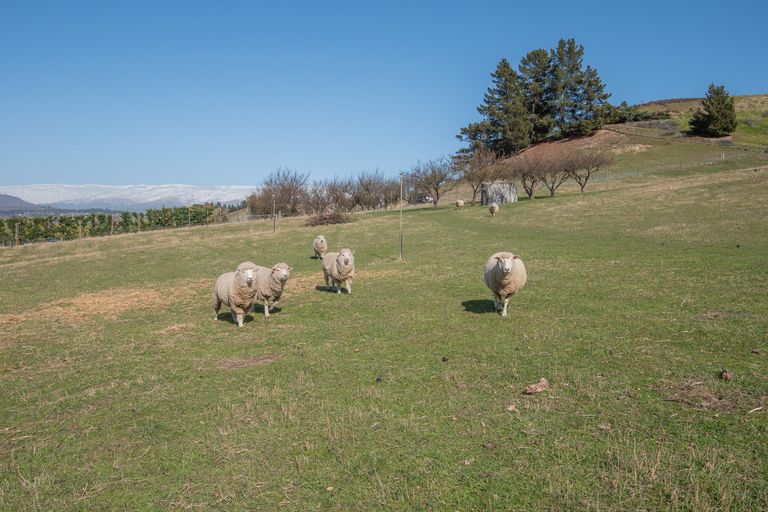 Photo of property in 217a Manuherikia Road, Springvale, Alexandra, 9393