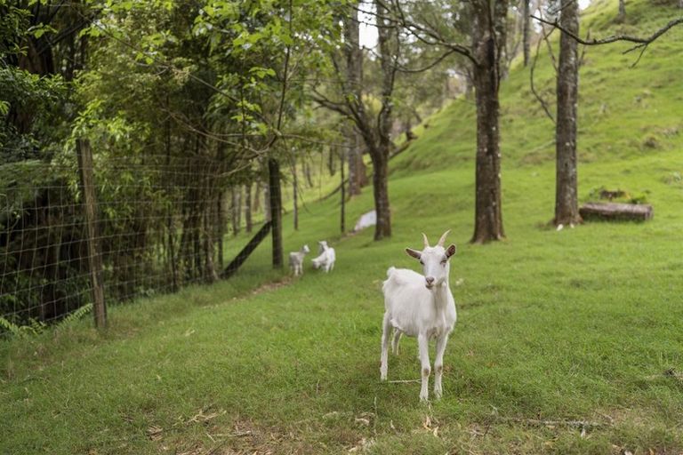 Photo of property in 52c Williams Road South, Pyes Pa, Tauranga, 3173