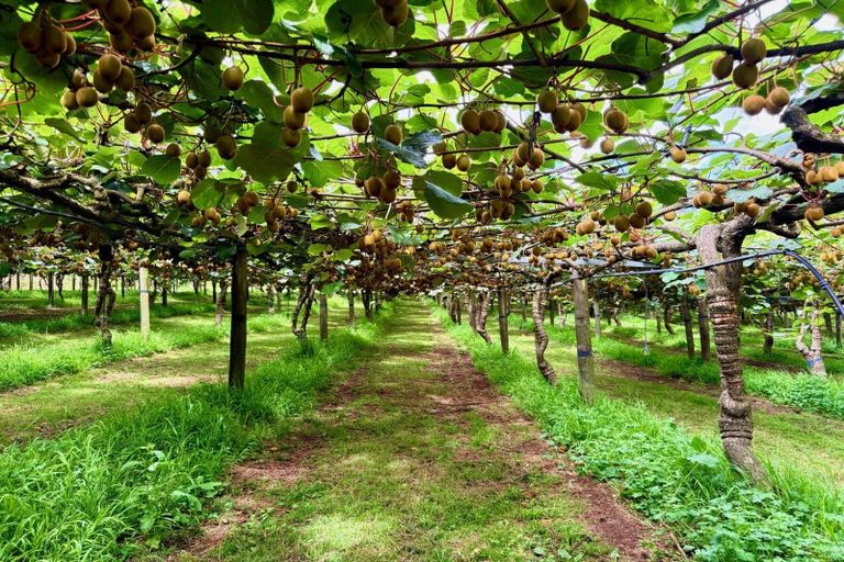 Photo of property in 29 I'anson Road, Minden, 3179