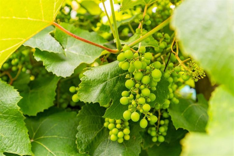 Photo of property in 37 Pebblebrook Road, Mangawhai, Kaiwaka, 0573