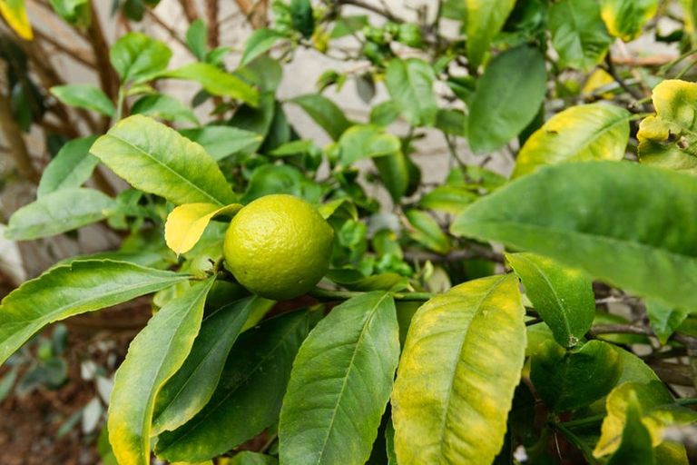 Photo of property in 2/99 Vogel Street, Roslyn, Palmerston North, 4414