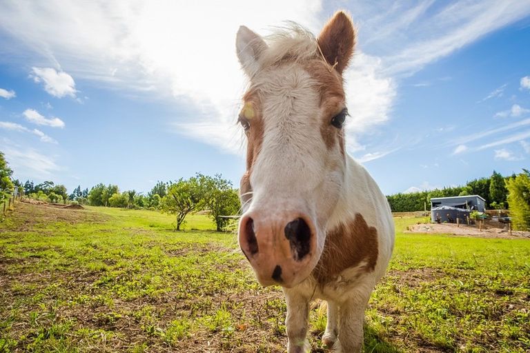 Photo of property in 76 Riddell Road, Kerikeri, 0230