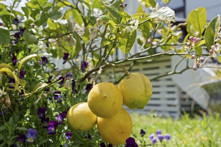 Photo of property in 85b Arawhata Road, Paraparaumu, 5032