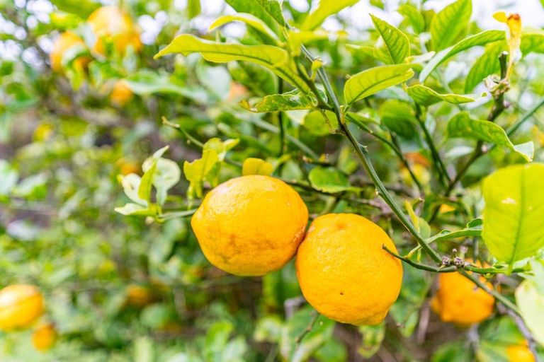 Photo of property in 35 Karo Street, Ruakaka, 0116