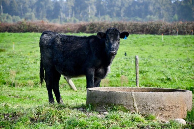 Photo of property in 106 Granite Creek Road, Karamea, 7893