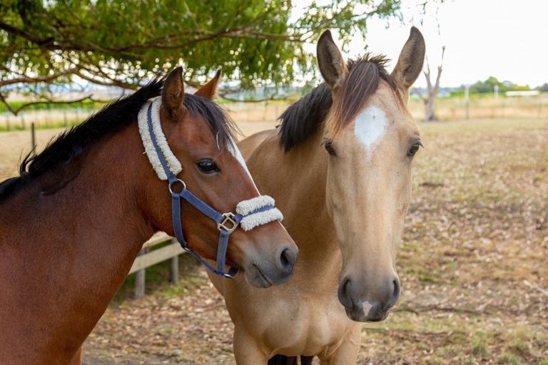 Photo of property in 268 New Renwick Road, Burleigh, Blenheim, 7272