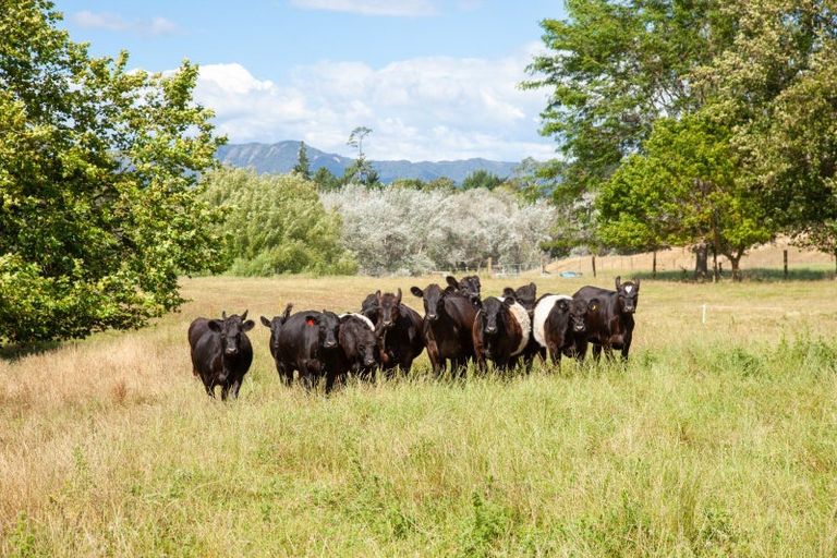 Photo of property in 191 Taihoa Road South, Matamata, 3473