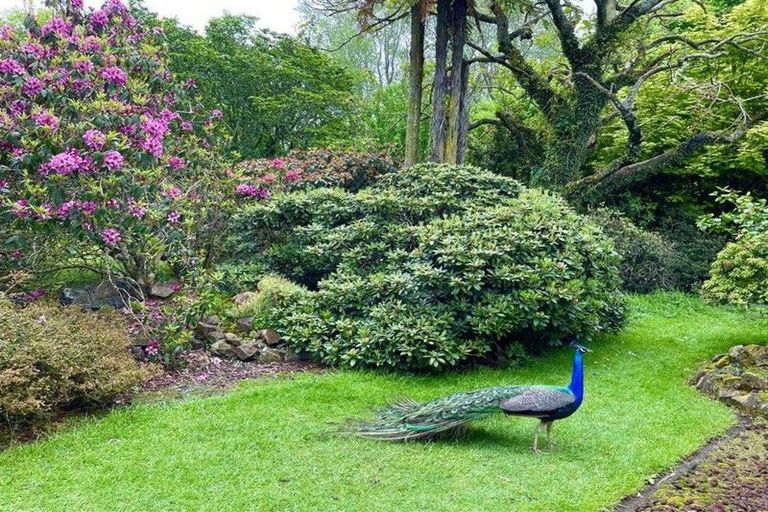 Photo of property in 488 Tapuwae Road, Maniaiti / Benneydale, Te Kuiti, 3987