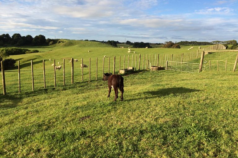 Photo of property in 197 Findlay Road, Mauku, Pukekohe, 2678