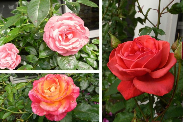 Photo of property in 23 Hansard Place, Bethlehem, Tauranga, 3110