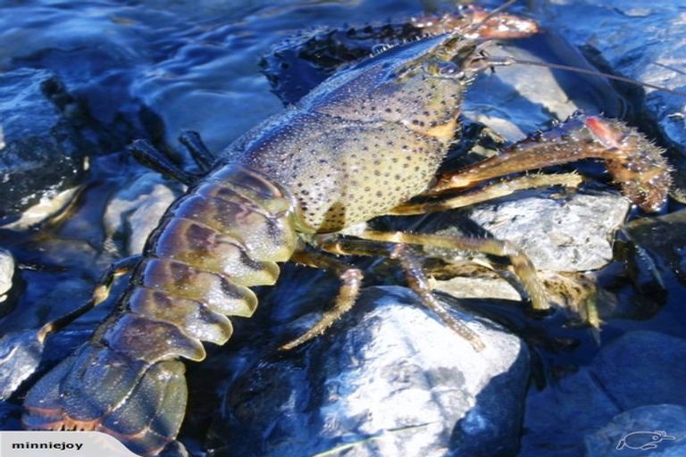 Photo of property in 90 Mill Road, Kaikoura Flat, Kaikoura, 7300