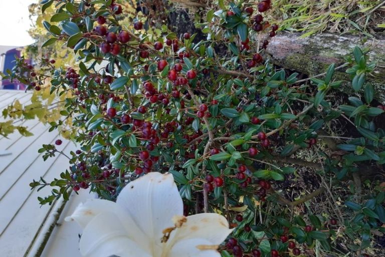 Photo of property in 11 Henderson Street, Mornington, Dunedin, 9011