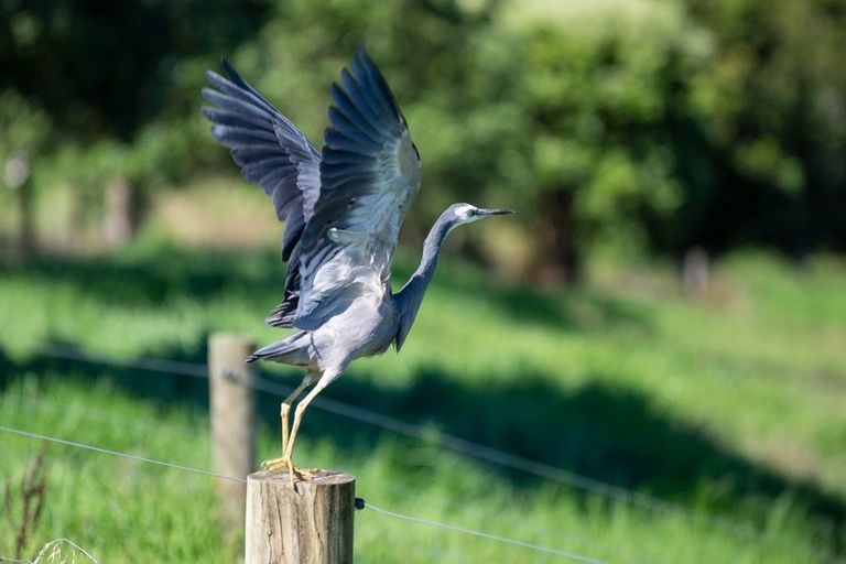 Photo of property in 81b Mcmillan Road, Tahawai, Katikati, 3170