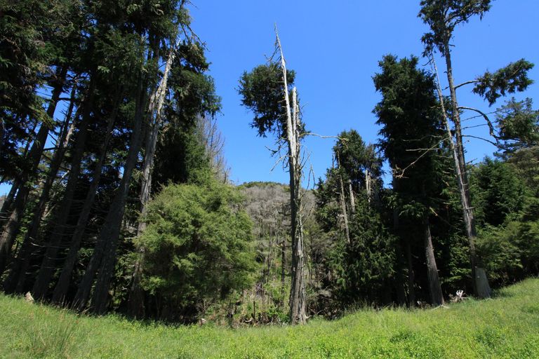 Photo of property in 945 Te Papatapu Road, Raglan, Te Mata, 3894