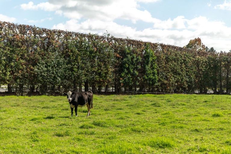 Photo of property in 50 Tetley Road, Tahawai, Katikati, 3178