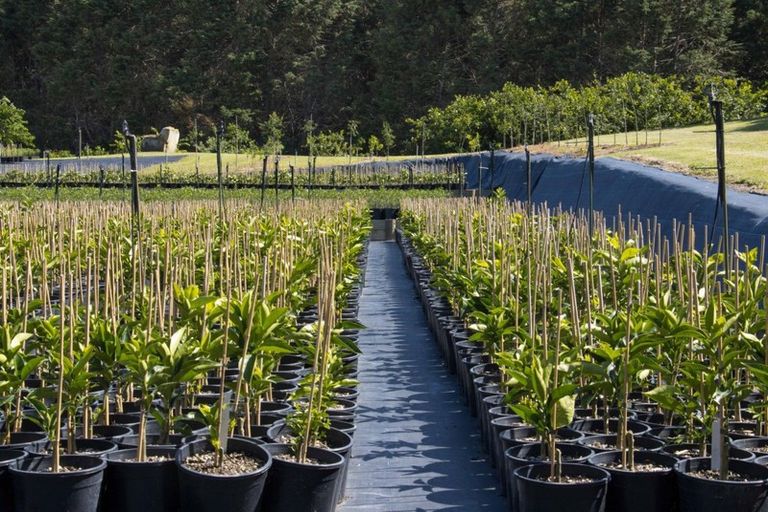 Photo of property in 67 Busby Road, Katikati, 3170