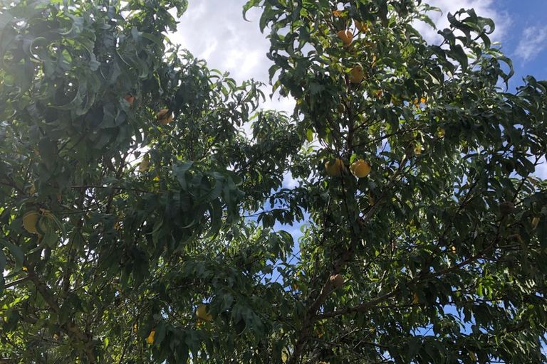 Photo of property in 8 Hobson Street, Waihi, 3610