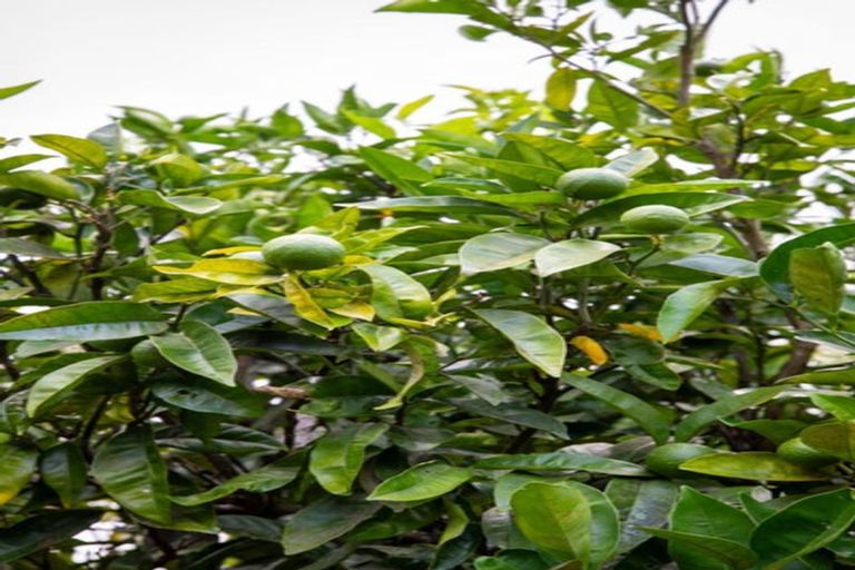 Photo of property in 373 Cambridge Road, Tauriko, Tauranga, 3110