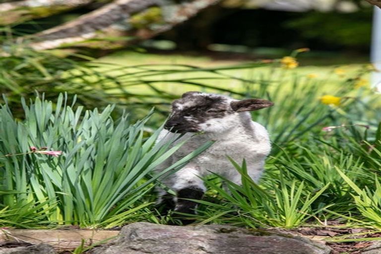 Photo of property in 506 Mclaren Falls Road, Omanawa, Tauranga, 3171