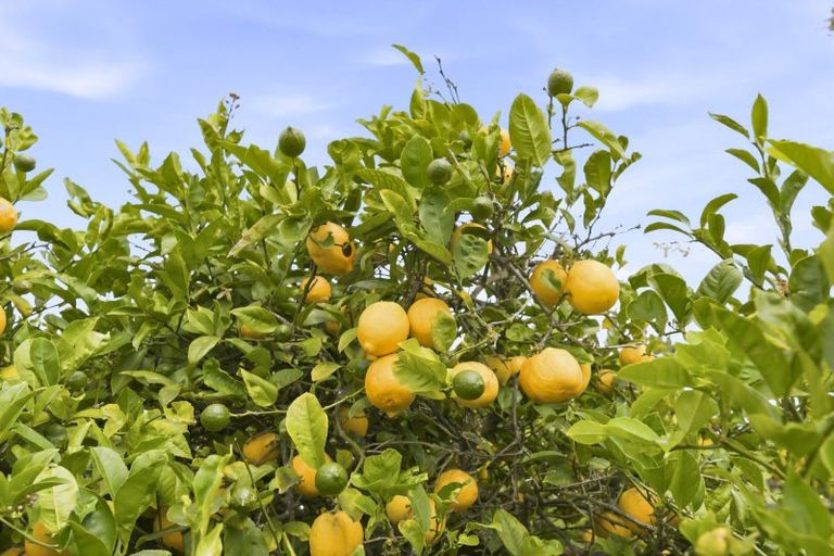 Photo of property in 21 Lemon Street, Otaki, 5512