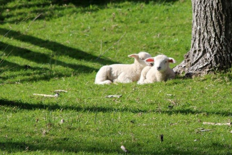 Photo of property in 60 Mangawhai Heads Road, Mangawhai Heads, Mangawhai, 0505