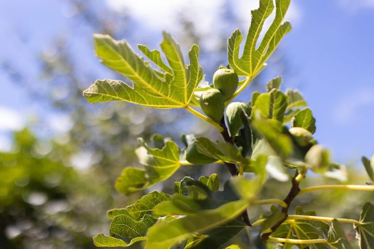 Photo of property in 1 Watson Place, Wellsford, 0900