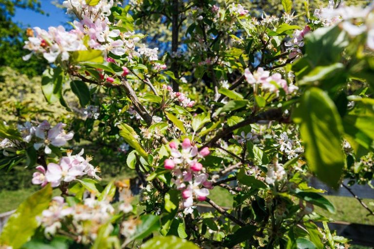 Photo of property in 76 Watershed Road, Bunnythorpe, Palmerston North, 4470