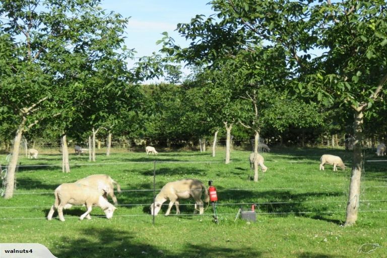 Photo of property in 556 Steffens Road, Starvation Hill, Oxford, 7495