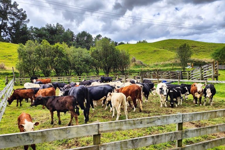Photo of property in 1765 Tutukau Road, Ohakuri, Reporoa, 3083