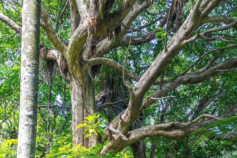 Photo of property in 10 Puriri Place, Tuateawa, Coromandel, 3583