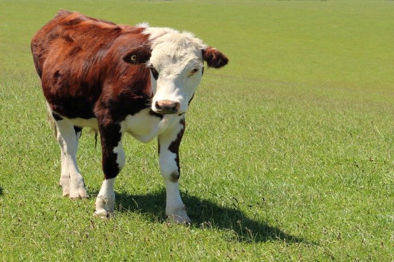 Photo of property in 60 Mangawhai Heads Road, Mangawhai Heads, Mangawhai, 0505