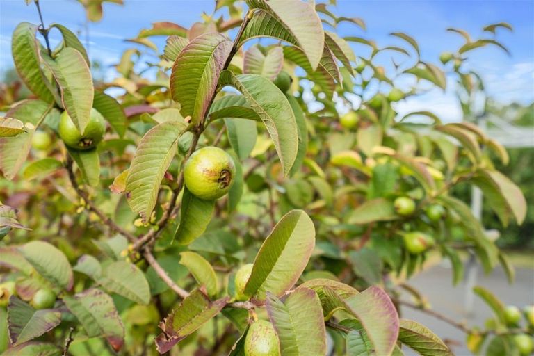 Photo of property in 10 Heritage Way, Maunu, Whangarei, 0110