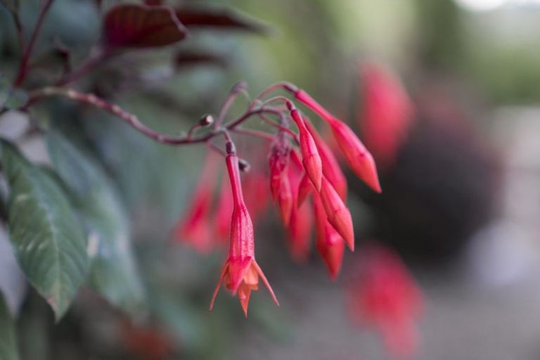 Photo of property in 20 Muscat Place, Henderson, Auckland, 0612