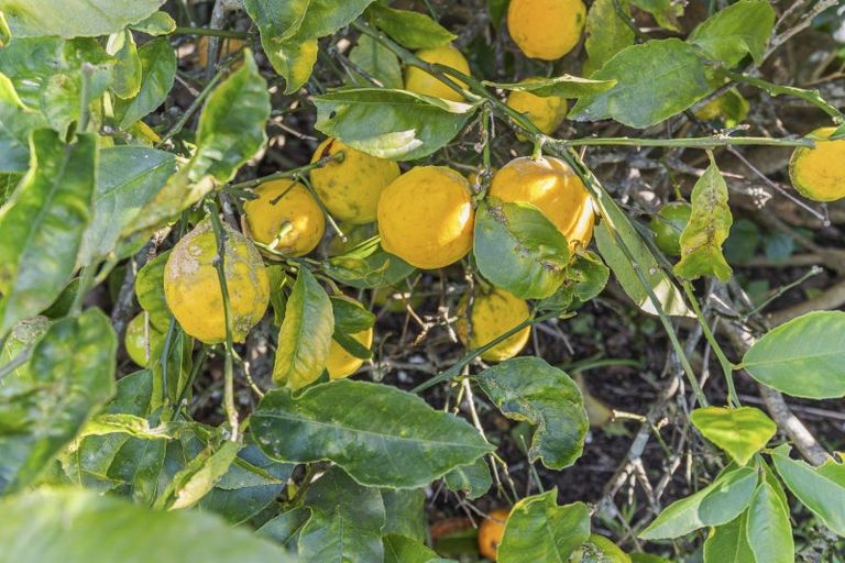 Photo of property in 26 Meade Place, Bell Block, New Plymouth, 4312