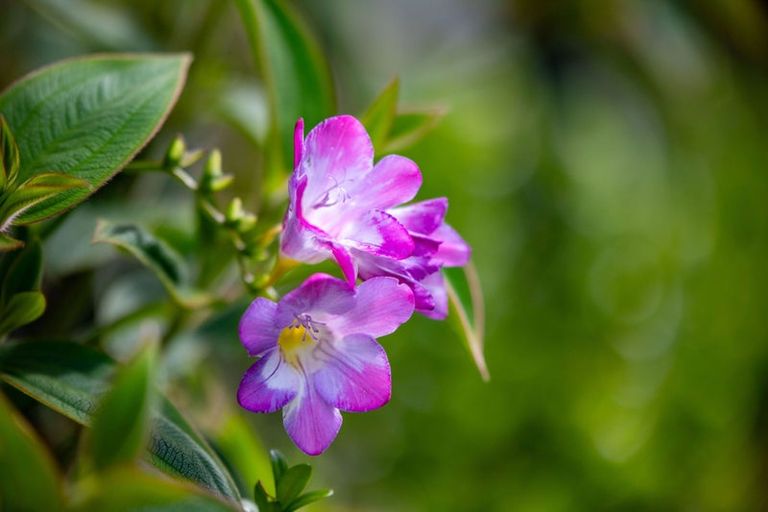 Photo of property in 11b Yanicks Crescent, Fitzroy, Hamilton, 3206