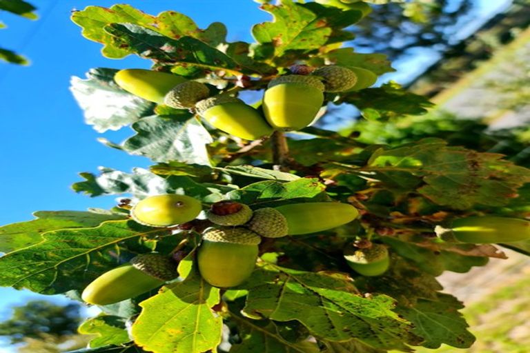 Photo of property in 53 Mclaughlins Road, Darfield, 7571