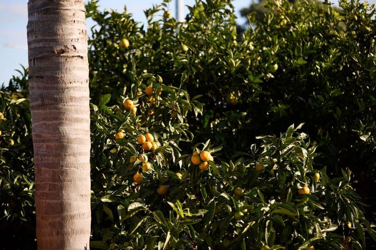 Photo of property in 93 Romana Crescent, Papamoa Beach, Papamoa, 3118
