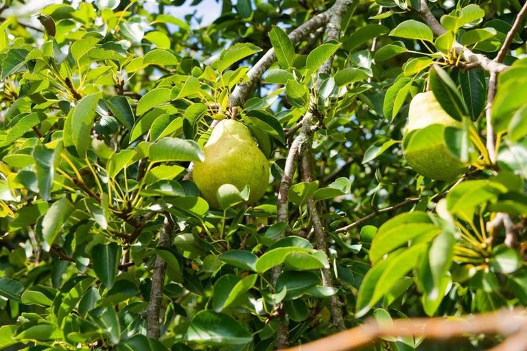 Photo of property in 1235 Parnassus Road, Ferniehurst, Cheviot, 7384