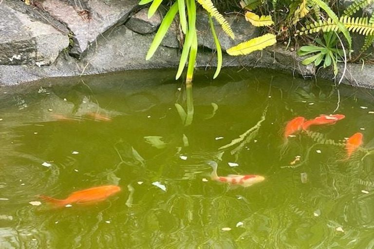 Photo of property in 1/86 Saddleback Rise, Murrays Bay, Auckland, 0630