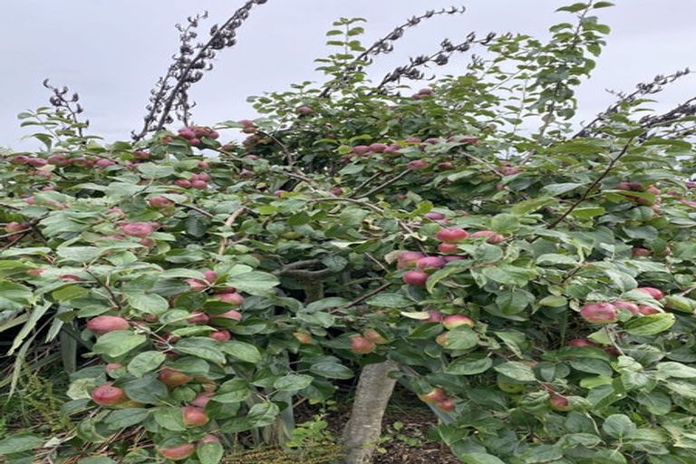 Photo of property in 59a Selwyn Street, Pohara, Takaka, 7183