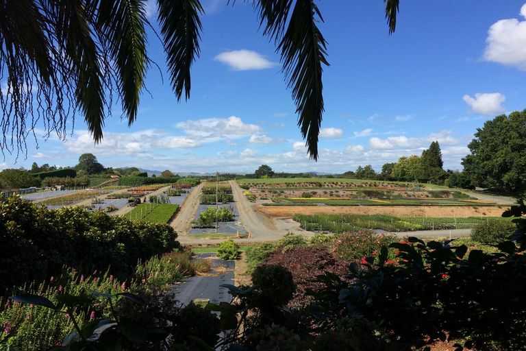 Photo of property in 99 Lyon Street, Kihikihi, Te Awamutu, 3800