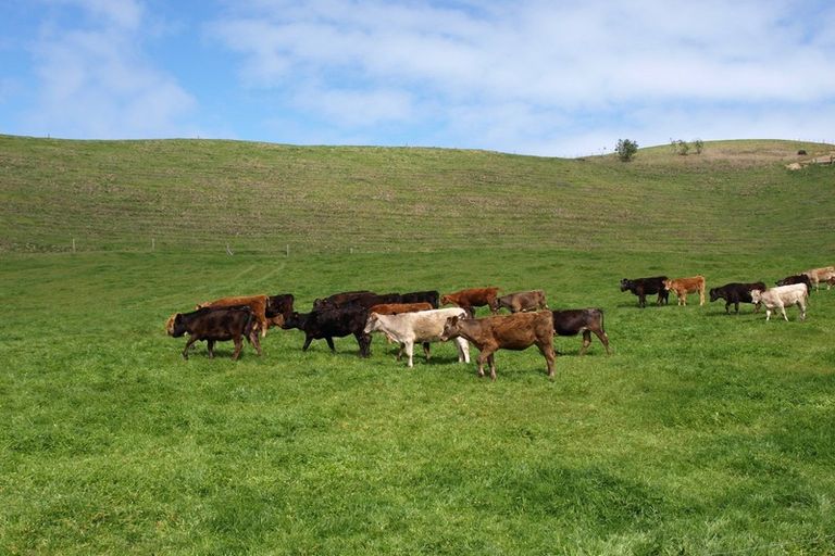 Photo of property in 343 Kaihau Road, Karioitahi, Waiuku, 2683