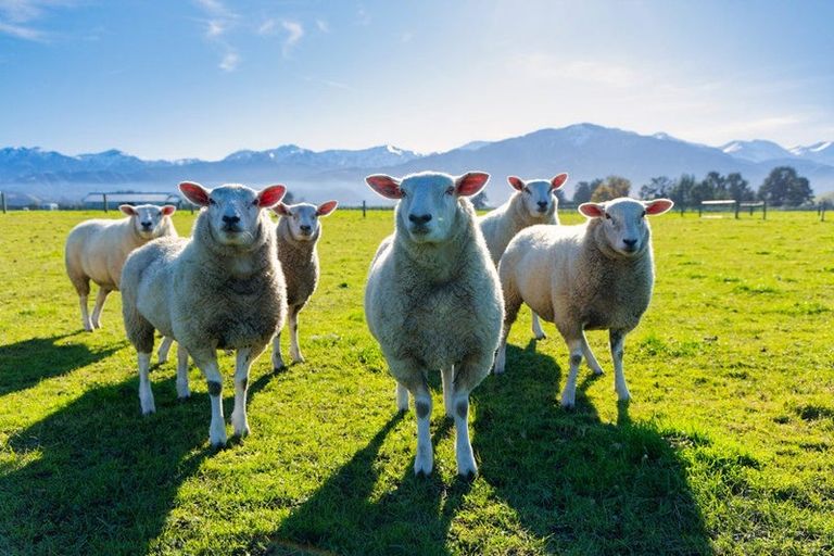 Photo of property in 12 Te Ao Wharepapa Lane, Peketa, Kaikoura, 7373