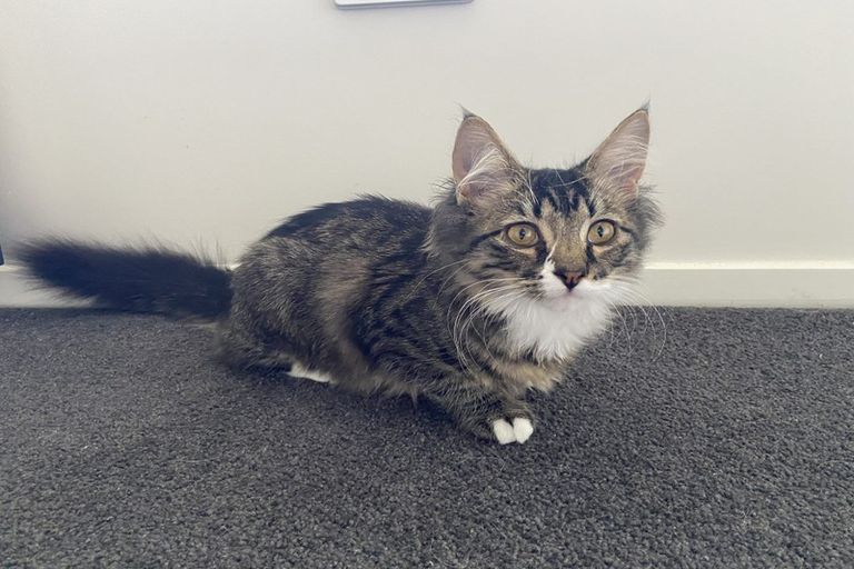 Photo of property in 16 Twin Willow Close, Cambridge, 3434