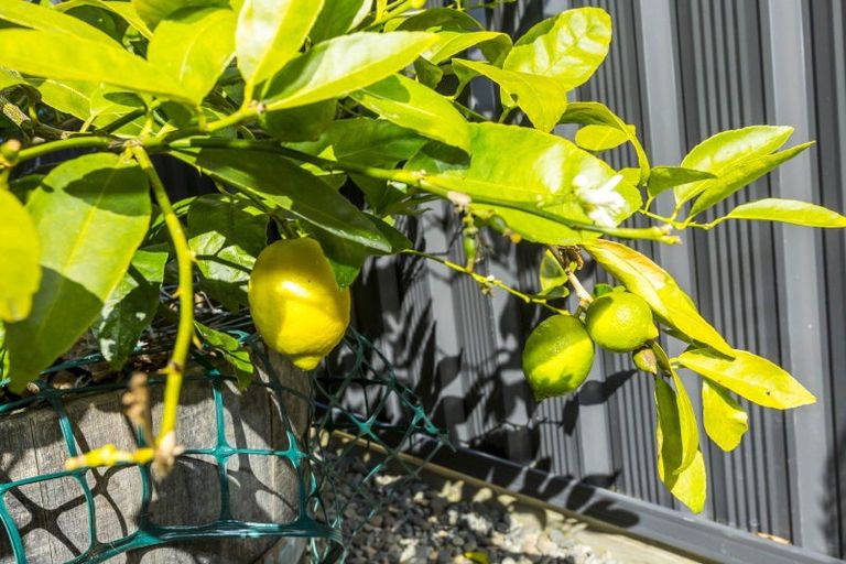 Photo of property in 24 Te Kaeaea Crescent, Wallaceville, Upper Hutt, 5018