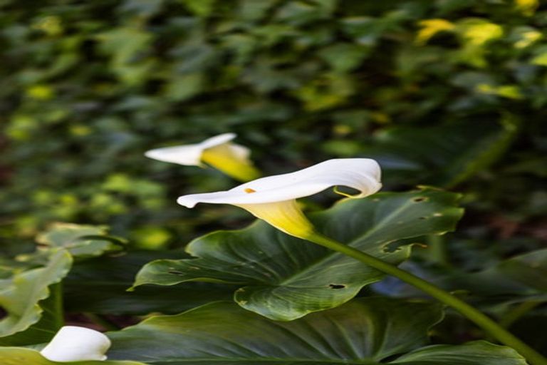 Photo of property in 4/36 Kinloch Street, St Albans, Christchurch, 8014