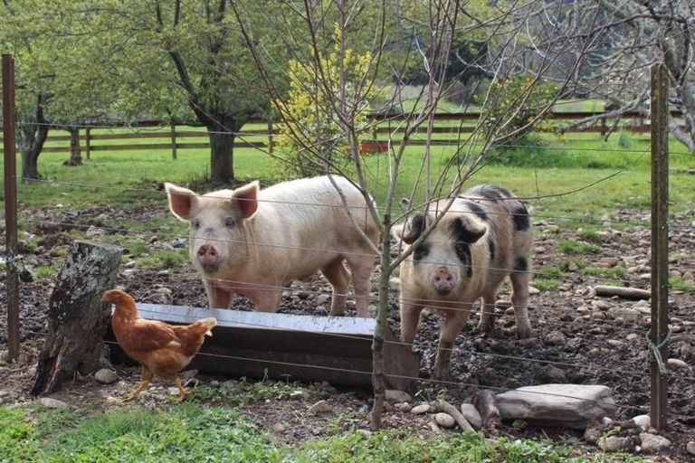 Photo of property in 383 East Takaka Road, East Takaka, Takaka, 7183