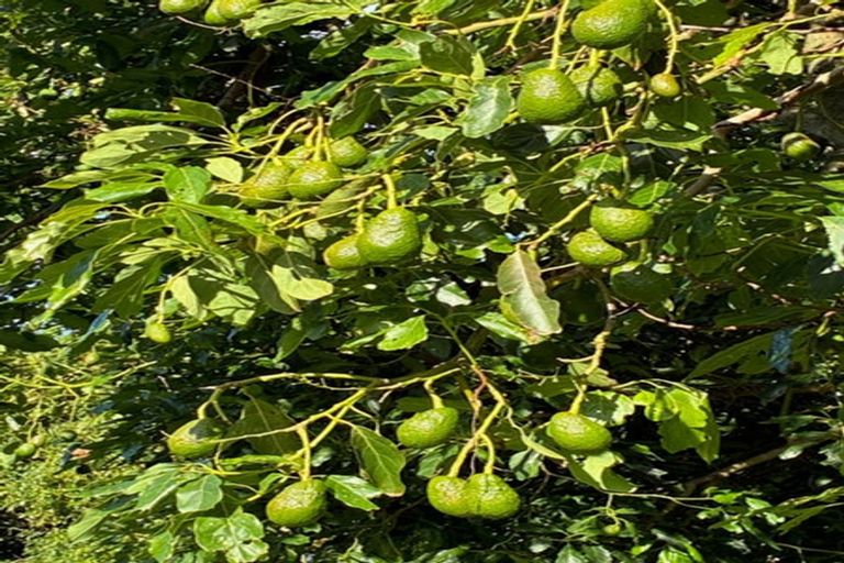 Photo of property in 23 Collins Lane, Te Puke, 3187