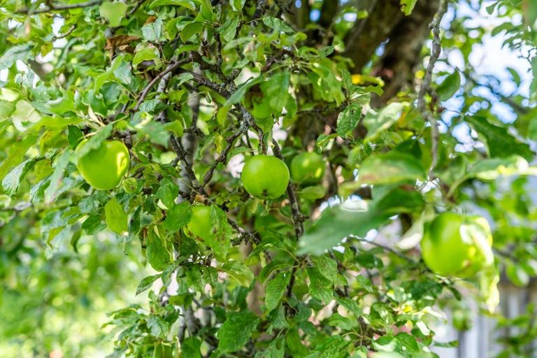 Photo of property in 4 Davis Crescent, Elderslea, Upper Hutt, 5018